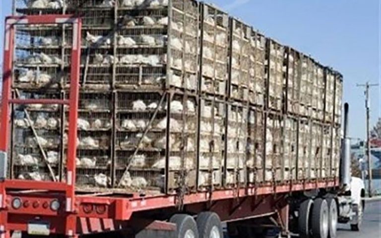 توقف-۳-دستگاه-کامیون-حامل-بیش-از-۲۰-تن-مرغ-زنده-در-کاشان