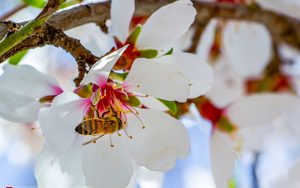 شکوفه‌های-بهاری