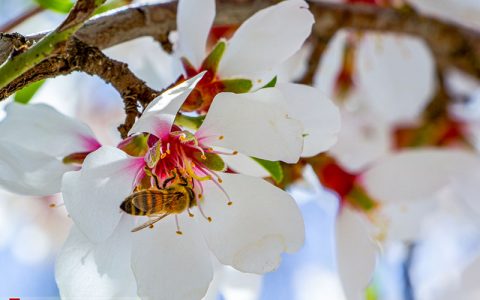 شکوفه‌های بهاری