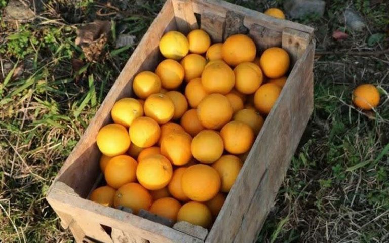 قیمت-میوه-های-نوروزی-اعلام-شد