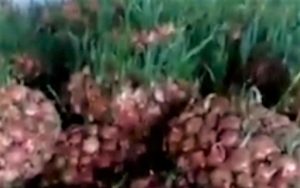 پیاز؛سبزه شب عید