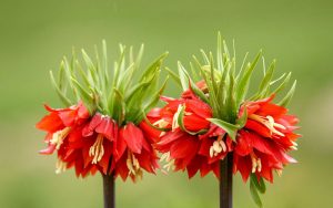 فرصت دوباره نفس کشیدن برای لاله های واژگون