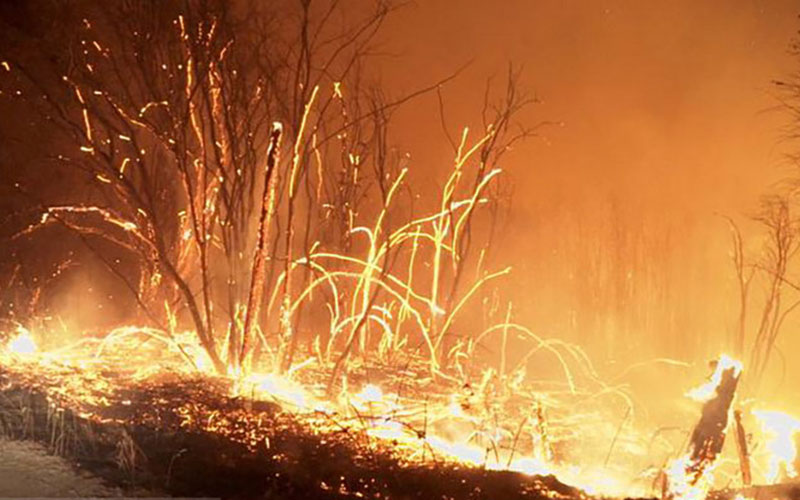 آتش‌سوزی دشتستان بوشهر