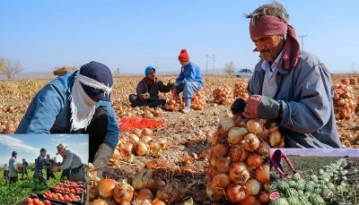 دسته گل جدید مسئولان در حوزه کشاورزی؛ فاسد شدن صدها هزار تن پیاز، گوجه فرنگی و هندوانه در جنوب کرمان