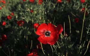 دشت شقایق‌های وحشی در استان گلستان