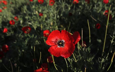 دشت شقایق‌های وحشی در استان گلستان