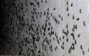 طعمه ای برای خلاصی از شر همه سوسک ها