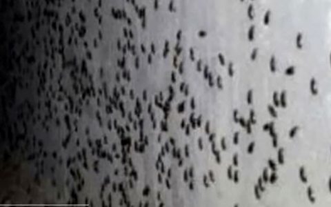 طعمه ای برای خلاصی از شر همه سوسک ها