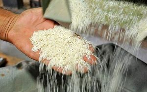 فراموشی کمبود برنج