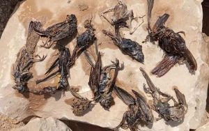 مرگ پرندگان در سواحل گناوه