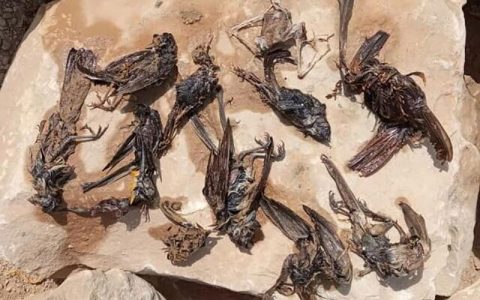 مرگ پرندگان در سواحل گناوه