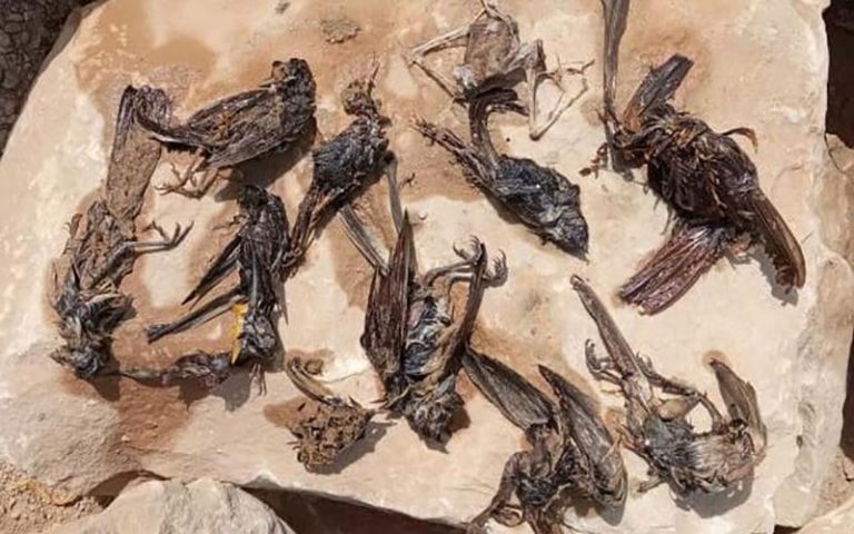 مرگ پرندگان در سواحل گناوه
