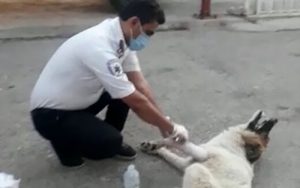 پناه بردن یک سگ مصدوم به اورژانس