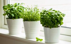 ۴-روش-ساده-برای-تازه-کردن-سبزی-پژمرده