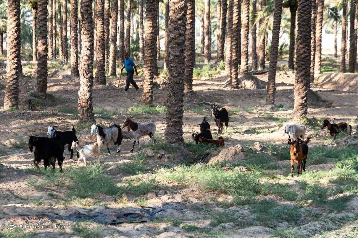 فرار از گرمای تابستان بوشهر