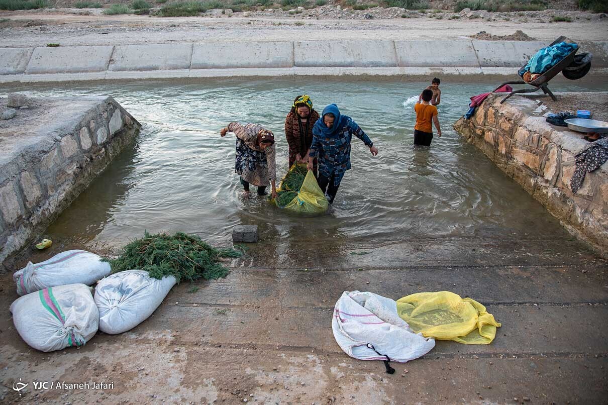 فرار از گرمای تابستان بوشهر