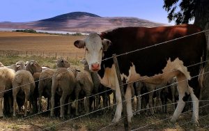 Sheep_and_cow_in_South_Africa