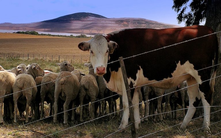 Sheep_and_cow_in_South_Africa