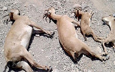 تلف شدن ۱۲۰ رأس بُز به پساب پتروشیمی