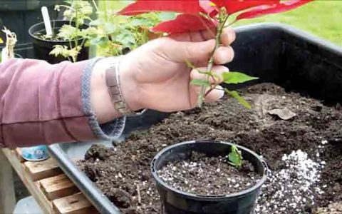 روش نگهداری گل و گیاه در تابستان