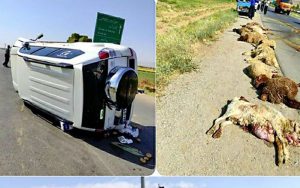 مرگ-چوپان-و-تلف-شدن-22-گوسفند-در-حادثه-رانندگی