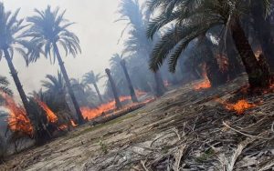 ۸۰۰ نخل مثمر اروندکنار در آتش سوخت