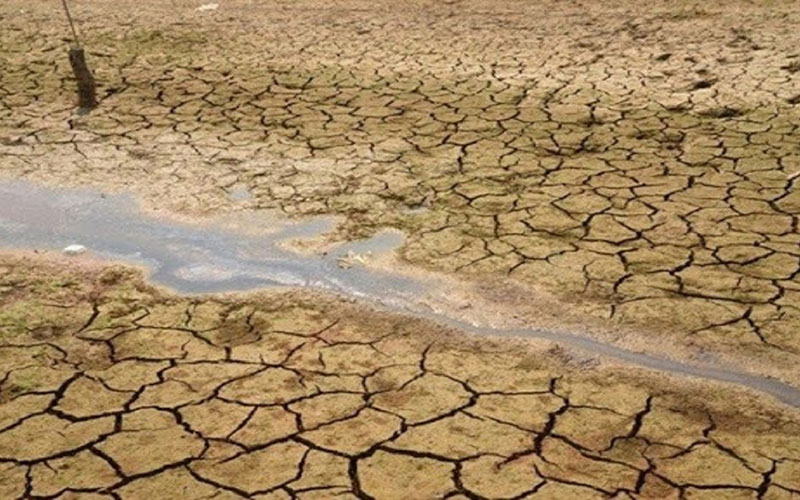 تلف شدن دام‌ها در گمبوعه و هورالعظیم از بی‌آبی