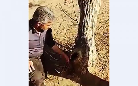 تنه این درخت کویری، برای حیوانات آب داره