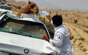 تصادف پژو ۴۰۵ با شتر ۲ کشته بر جا گذاشت
