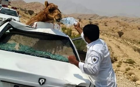 تصادف پژو ۴۰۵ با شتر ۲ کشته بر جا گذاشت 1 تصادف پژو ۴۰۵ با شتر ۲ کشته بر جا گذاشت