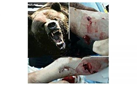 حمله خرس ها به یک زن پیرانشهری 1 حمله خرس ها به یک زن پیرانشهری