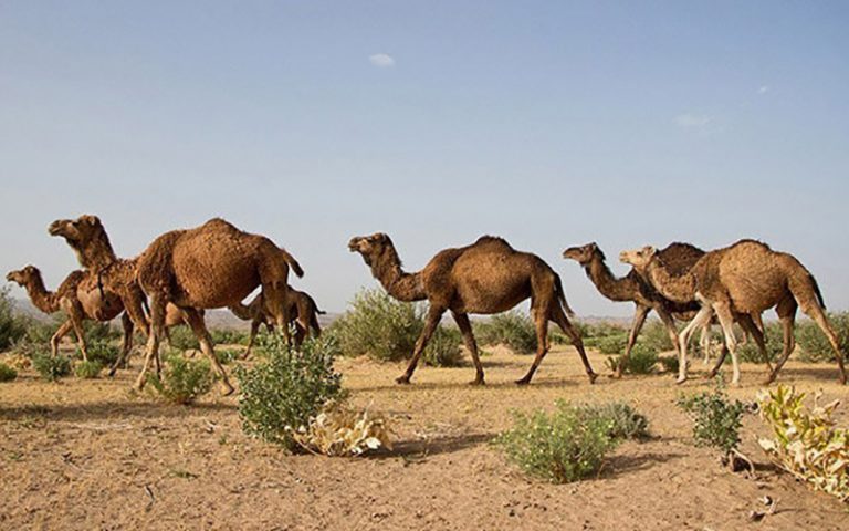 شرایط صادرات شتر اعلام شد