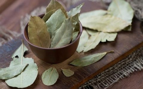 لاغری فوری با برگ بو 1 لاغری فوری با برگ بو