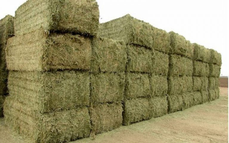 واردات یونجه هم حاشیه دار شد!