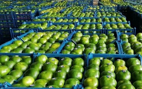 تا قبل از مهرماه نارنگی نخرید ! 1 تا قبل از مهرماه نارنگی نخرید !