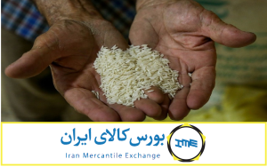 عرضه برنج در بورس کالا