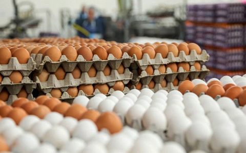 قیمت هر شانه تخم مرغ به ۳۵ هزار تومان رسید 1 قیمت هر شانه تخم مرغ به ۳۵ هزار تومان رسید