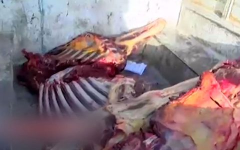 لحظه بازداشت عاملان سلاخی الاغ و اسب برای فروش در تهران