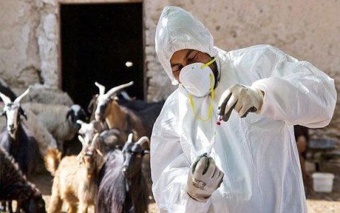 تأیید شیوع طاعون در استان البرز 1 تأیید شیوع طاعون در استان البرز