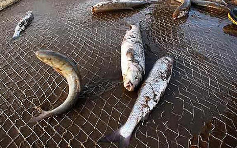 زنان ماهیگیر برای اولین بار مجوز می‌گیرند