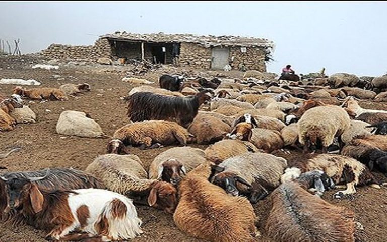 «طاعون نشخوارکنندگان کوچک» چقدر خطرناک است؟