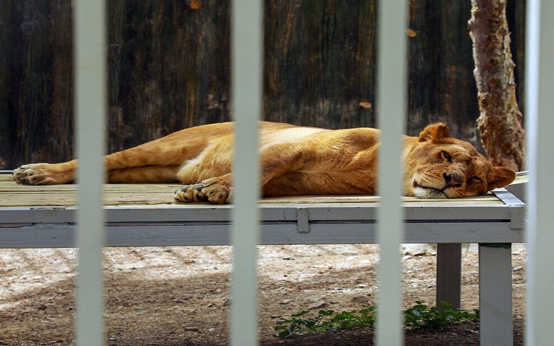 باغ وحش خرم آباد به دلیل نقض حقوق حیوانات تعطیل شد