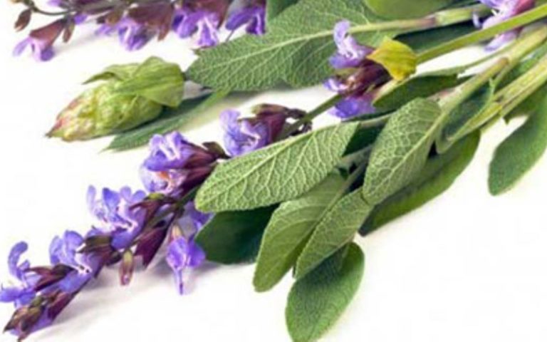 3 چاشنی برای طول عمر بیشتر