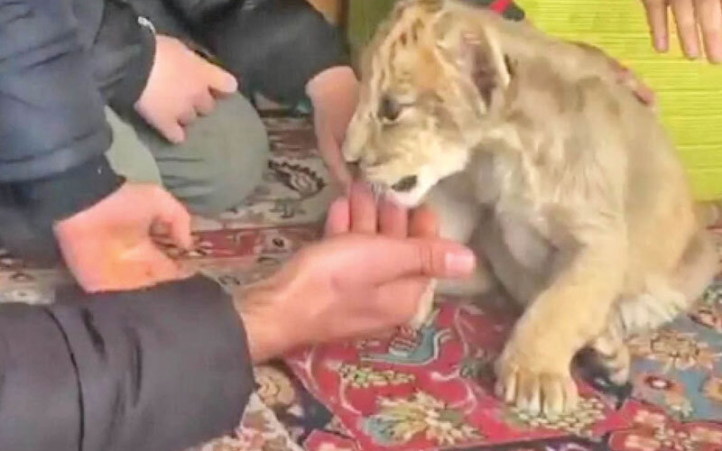 ارسال حیات‌وحش با پست و اسنپ