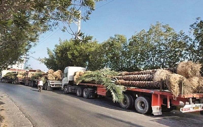 جزئیات تازه از صادرات نخل ایران به کشورهای جنوب خلیج فارس جزئیات تازه از صادرات نخل ایران به کشورهای جنوب خلیج فارس