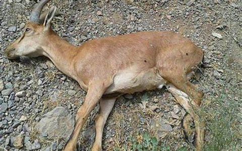 حیات وحش 8 استان درگیر با طاعون نشخوارکنندگان کوچک 1 حیات وحش 8 استان درگیر با طاعون نشخوارکنندگان کوچک