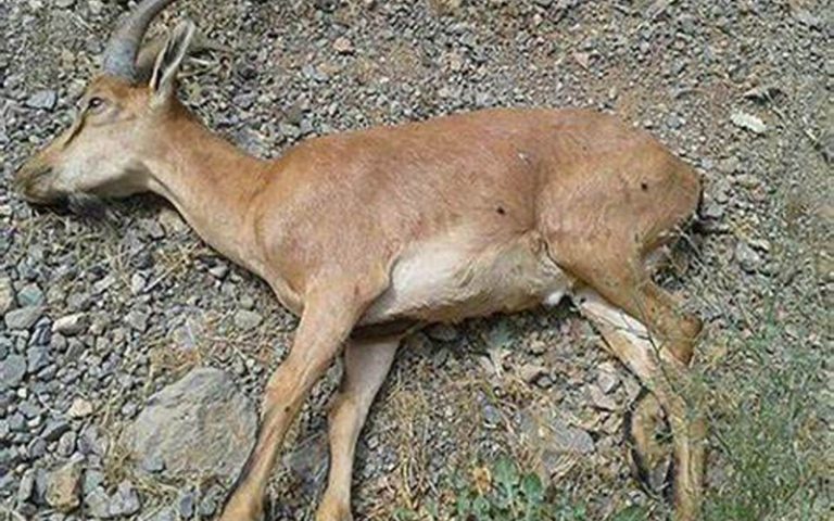 حیات وحش 8 استان درگیر با طاعون نشخوارکنندگان کوچک