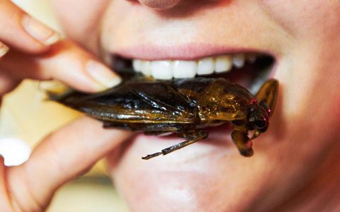 خوردن ملخ به عنوان غذای سالم در اتحادیه اروپا تایید شد 1 خوردن ملخ به عنوان غذای سالم در اتحادیه اروپا تایید شد