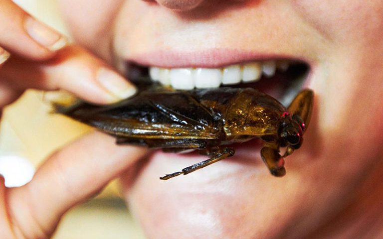 خوردن ملخ به عنوان غذای سالم در اتحادیه اروپا تایید شد