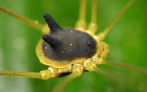 عنکبوتی عجیب‌ با سری شبیه به یک سگ